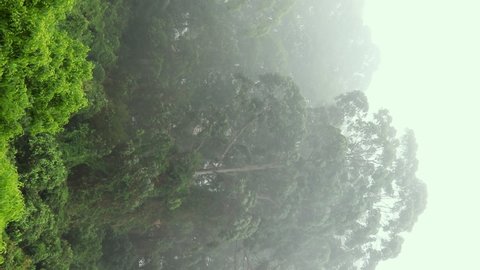 foggy clouds in the tropical rainforest, in Brazil. Vertical format for social media.