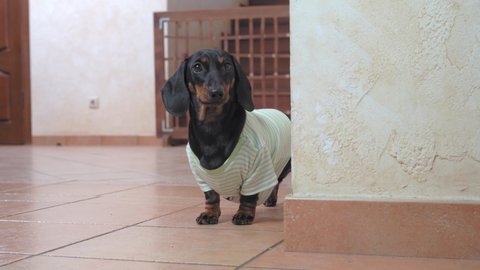 Adorable serious dachshund puppy in homemade t-shirt stands and stares intently into the room in front of it, waiting, then runs away to do its business.