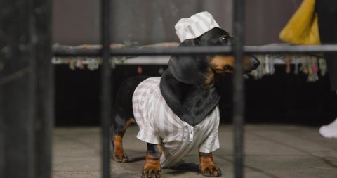 Lovely dachshund puppy in prison uniform with a cap is standing in common cell, and a lattice door closes in front of it, close up. Dog was put in jail for bad behavior or violation of the law.