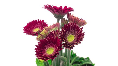 Beautiful bouquet of pink gerbera flowers growing and blooming on white background