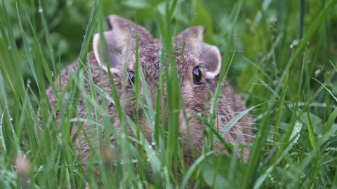 European hare (Lepus europaeus) lies crouched in the grass.