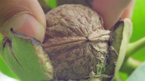 Ripe walnut in hand macro. Fruits of a walnut. Raw walnuts in a green nutshell. Selective focus