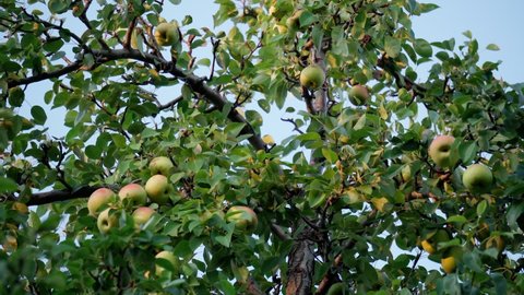 Pears hanging from a green leaf tree. Organic food, pear juice, Eco, pear tree, fruit, harvest, pears in the garden.