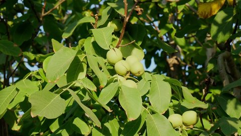 Walnuts hang on a branch. Green leaves and unripe walnut. Raw walnuts in a green nutshell. Fruits of a walnut.