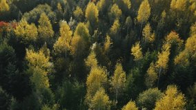 Aerial top view of beautiful colorful mixed trees at autumn sunny day. Drone shot flying over spruce conifer and deciduous trees, nature background footage. Concept outdoor camping lifestyle, travel