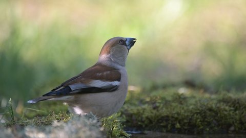 Hawfinch Coccothraustes coccothraustes. A bird drinks water. Sounds of nature