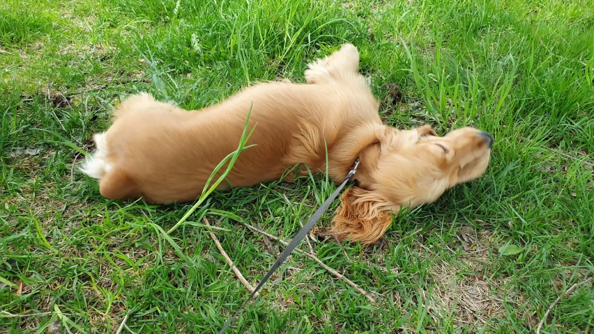 An English Cocker Spaniel is swinging on the grass. Cute pet dog having fun outdoors. | Shutterstock HD Video #1081022630