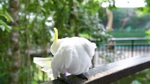 A white cockatoo preens its feathers