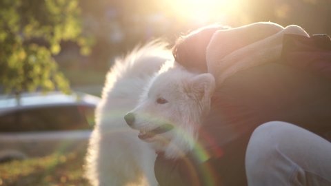 Young woman playing with white samoyed at the park in autumn with beautiful sunset on background. Girl with big funny dog