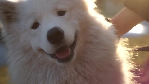 Close up portrait of white samoyed. Young woman walking with white big dog at the park in autumn with beautiful sunset on background