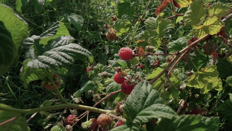 Close up of a raspberry being picked on a farm