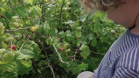 A boy's hand picks fresh berries in the summer