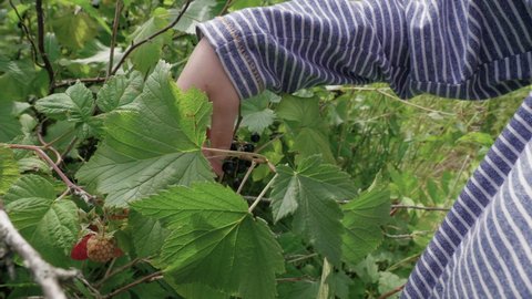 Close up of a boy's hand picking a berry blackcurrant