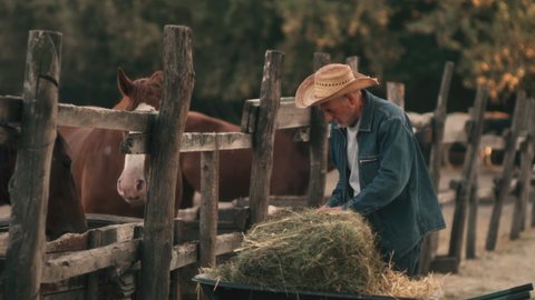 Elderly man in denim clothes and straw hat giving dry hay with love to horses in paddock while working on farm on sunny summer day
