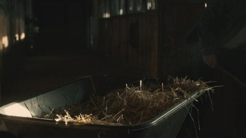 Tracking shot of unrecognizable male farmer with pitchfork putting dry hay into wheelbarrow while working in barn on ranch