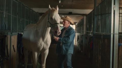 Positive senior male farmer in denim clothes and hat cleaning and kissing albino horse while working in stable on ranch