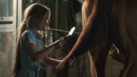 Girl with long hair combing tail of obedient chestnut horse during grooming procedure in stable on ranch