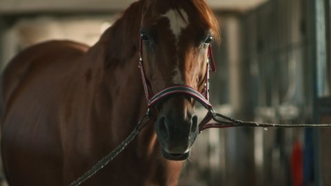 Little girl using napkin to clean muzzle of chestnut horse with bridle in stable on farm