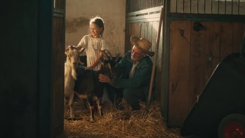 Cheerful aged man and little girl caressing goats while spending time in barn on farm together