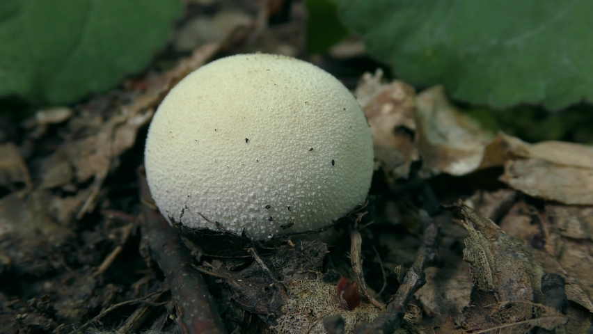 Smooth puffball or Soft puffball (Lycoperdon molle) against a forest floor background.