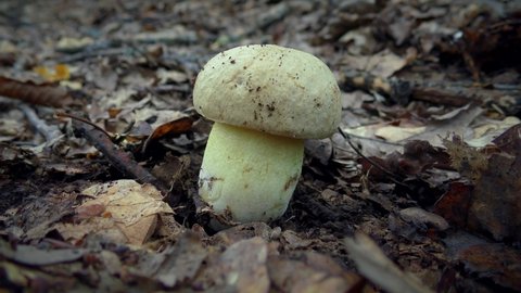 Young mushroom Iodine Bolete (Hemileccinum impolitum) against the background of the forest floor.