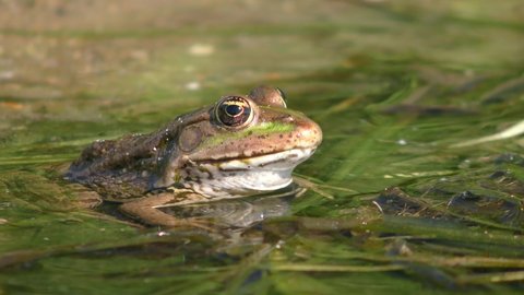 Pool frog (Pelophylax lessonae) on floating aquatic plants, in water with varying levels, close-up.