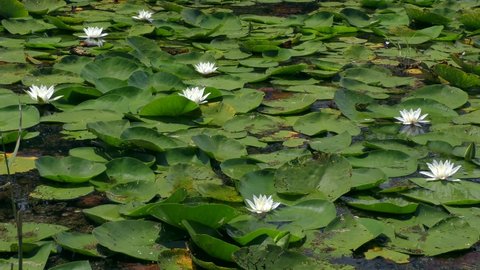 Pond completely covered with White Water-lily or European white water lily (Nymphaea alba).