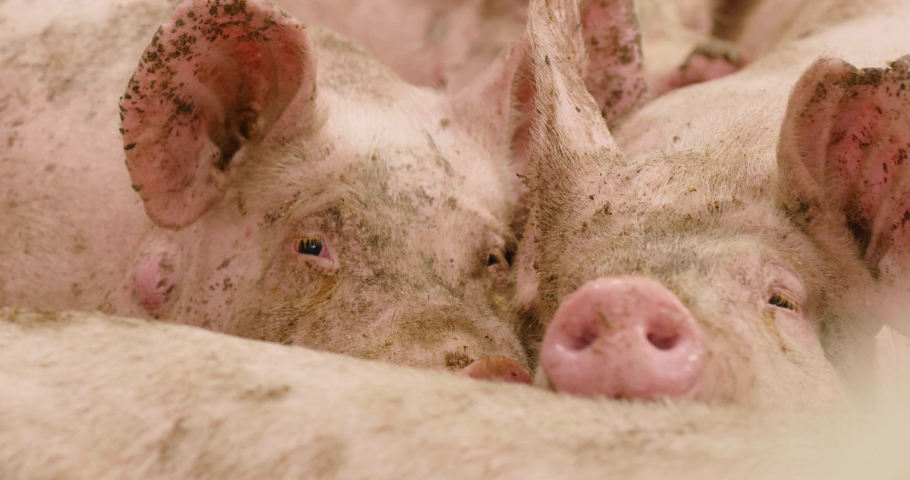 Happy animal husbandry, pigs in modern sustainable farm agriculture industry. | Shutterstock HD Video #1081030670