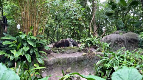 An Anteater in a zoo enclosure in Orlando, Florida.