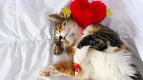 A sleeping, funny, kitten is lying on a white one. He holds a heart in his hands. he red, black and white. this is Love. Valentine's day.