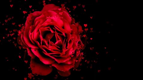 Red rose petals falling 3D concepts - Beautiful Red blossoms Rose flower falling petals on spring season with shape of the heart (Simple of love) footage. Spring season flowers.