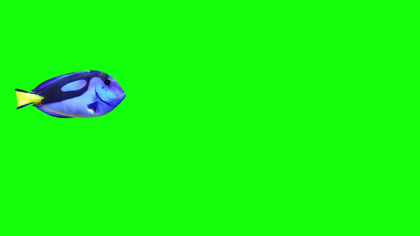 Blue Tang Fish Green screen Video, FISH Animation, Fish Swim green Screen Video, 3D Animation, Underwater, Single and Group, Near camera, aquatic animals, 4K Footage