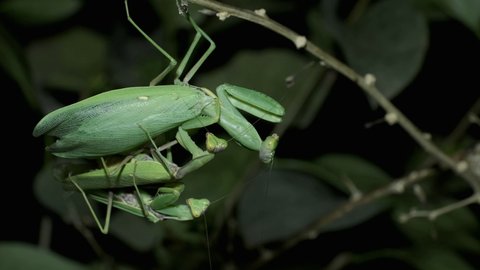 Praying mantises copulate two male and female. Mantis mating. Transcaucasian Tree Mantis (Hierodula transcaucasica). Close up of mantis insect