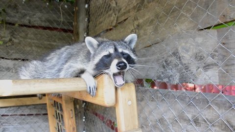 cute fluffy raccoon yawns. A funny adorable curious little raccoon in the zoo lies and yawns lazily, then, having become interested in something, looks away with enthusiasm