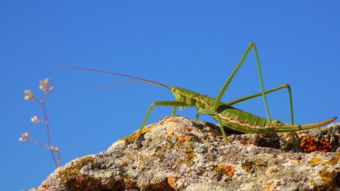 Red Book, Predatory bush cricket, or the spiked magician (Saga pedo, Orthoptera), largest endangered grasshopper in Europe