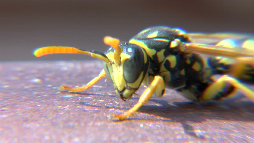 macro shot of a newborn wasp cleaning itself