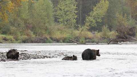 Three Grizzly Bears Swimming And Catching Fish In The River At Great Bear Rain Forest In British Columbia, Canada. - wide shot