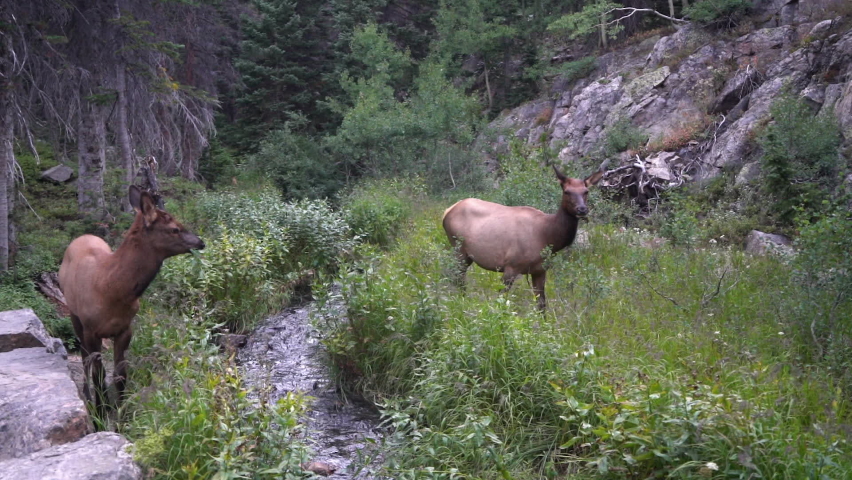 Mule Deers Eating Grass by Creek in Wilderness of Rocky Mountain National Park. Full Frame 60fps