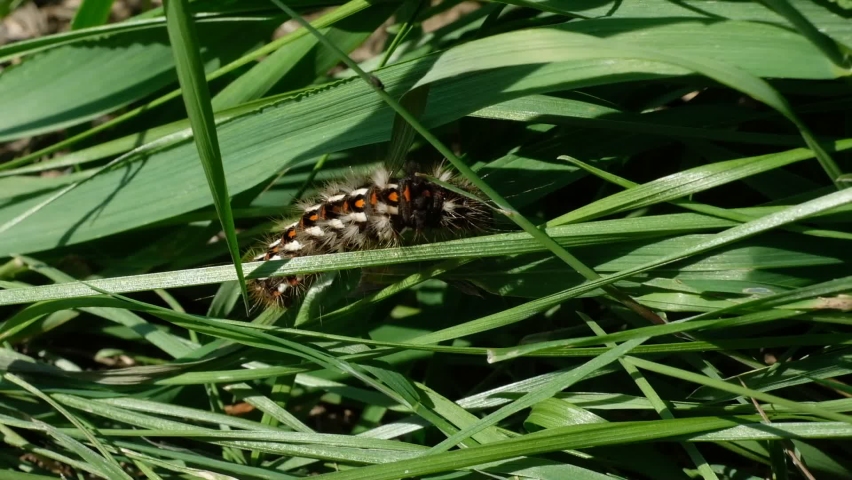a small furry brown caterpillar crawls on the green blades of grass