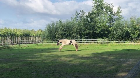 Irish cob tinker horse playing and running in green field pasture in The Netherlands 