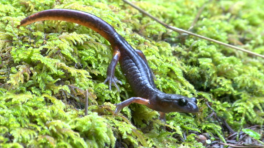 Ensatina Salamander on bright green moss