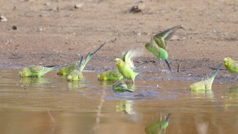 a slow motion clip of a budgie flock drinking from a the hugh river at redbank waterhole near alice springs in the northern territory, australia