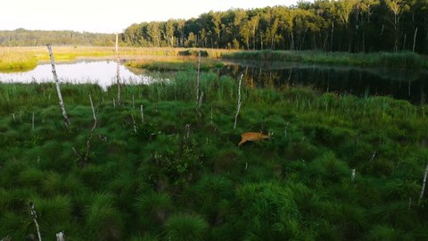 Aerial view of a European Roe Deer (Capreolus capreolus) with two fawn siblings eating grass close by the water on a sunny spring day. Roe deer in a natural swamp environment. Drone view 