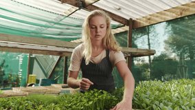 Caucasian female farmer harvesting crops in green house