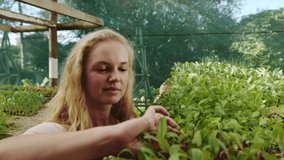 Caucasian female working in green house looking at freshly grown vegetables
