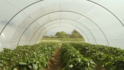Organic and sustainable cultivation of plants in a greenhouse with white round nylon. Rows of plants grown in a greenhouse. The drone enters from one part of the greenhouse and exits from the other.