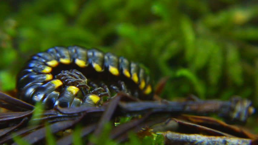 close up shot of a Harpaphe Millipede.  Stunning bright yellow and black