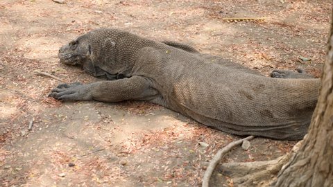 Closeup Moving Komodo Dragon 4k Beautiful Stock Footage Video (100% ...