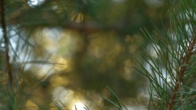 Beautiful sunny abstract organic 4k video bokeh background with magic sunset golden back light of twilight sun transparenting through pine trees branches