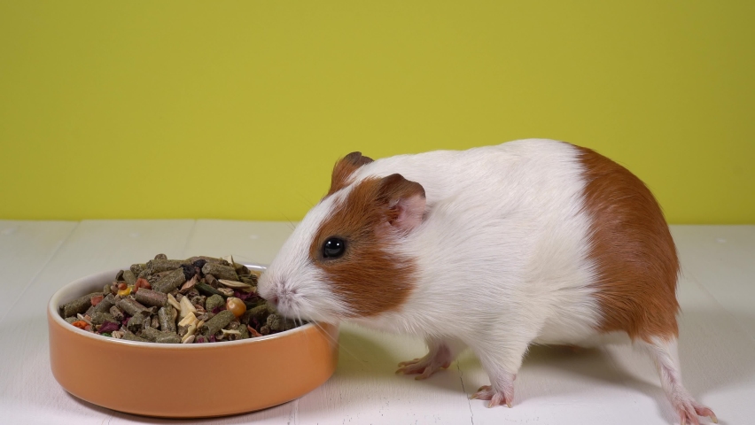 Closeup view 4k stock video profile portrait of cute curious funny rodent home guinea pig sniffing food granules with great interest